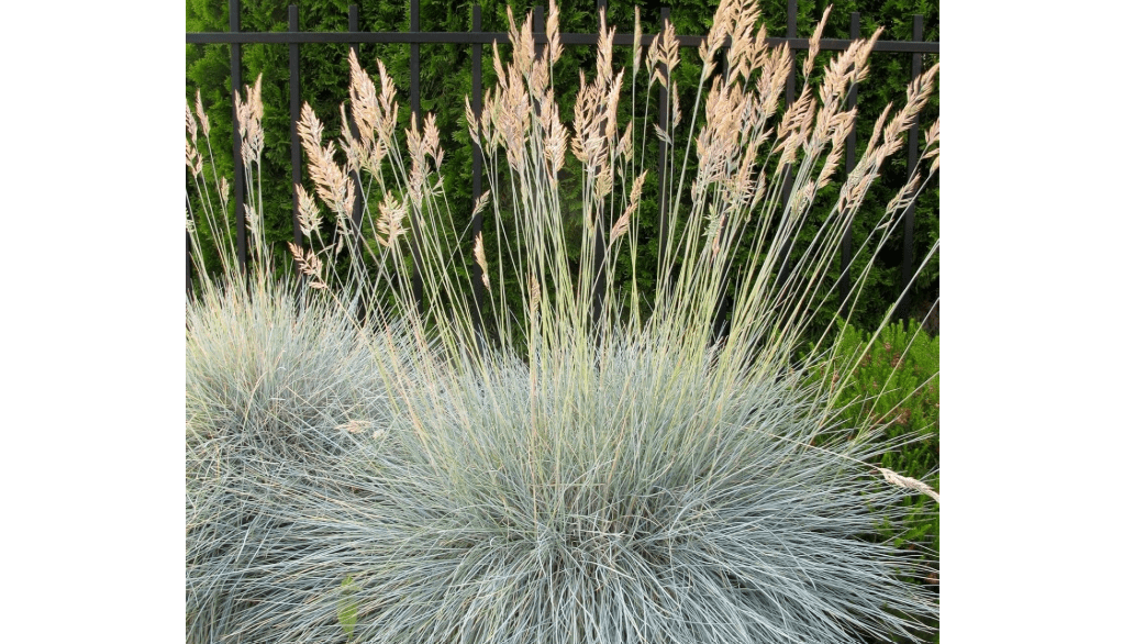 Clovers Garden Blue Fescue (Festuca Elijah Blue) Ornamental Grass Plants – Two (2) Live Plants – Non-GMO - Not Seeds - Each 4" to 8" Tall – in