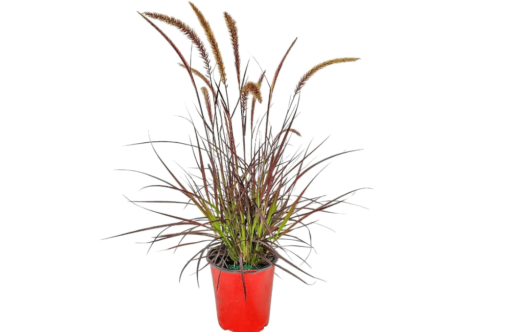 Tropical Plants of Florida Purple Fountain Grass Live Plant - 1 Gallon 14 to 20 Inch Tall Ornamental Grass Outdoor Landscape Border