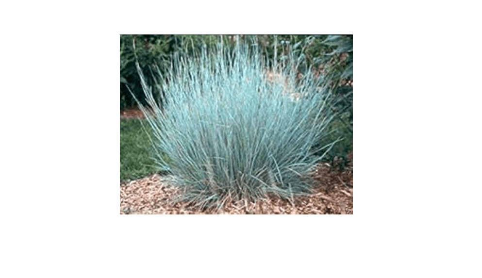 Little Bluestem Grass Seeds – 1,000 Schizachyrium scoparium Native Ornamental Prairie Grass Seeds – Blue-Green Summer Foliage, Red Fall Color, Drought
