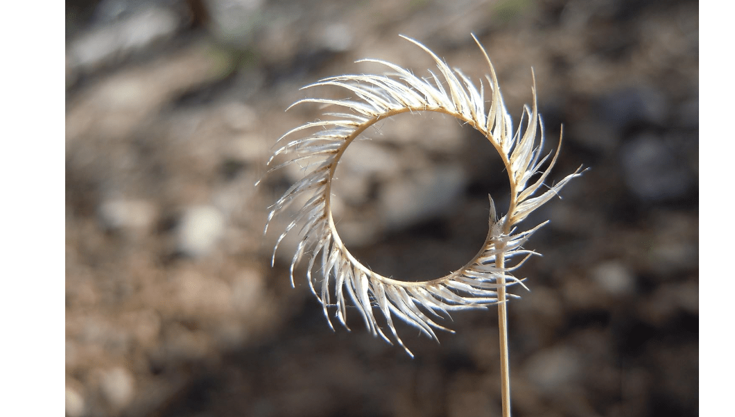 1000 Blue GRAMA Grass Gramma Bouteloua Gracilis Flower Mosquito