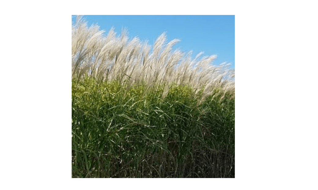 2 Pack - Giant Miscanthus Grass, Fast-Growing Privacy Screen, 1st Season Growth, Hardy Ornamental Grass. Potted in 3" pots