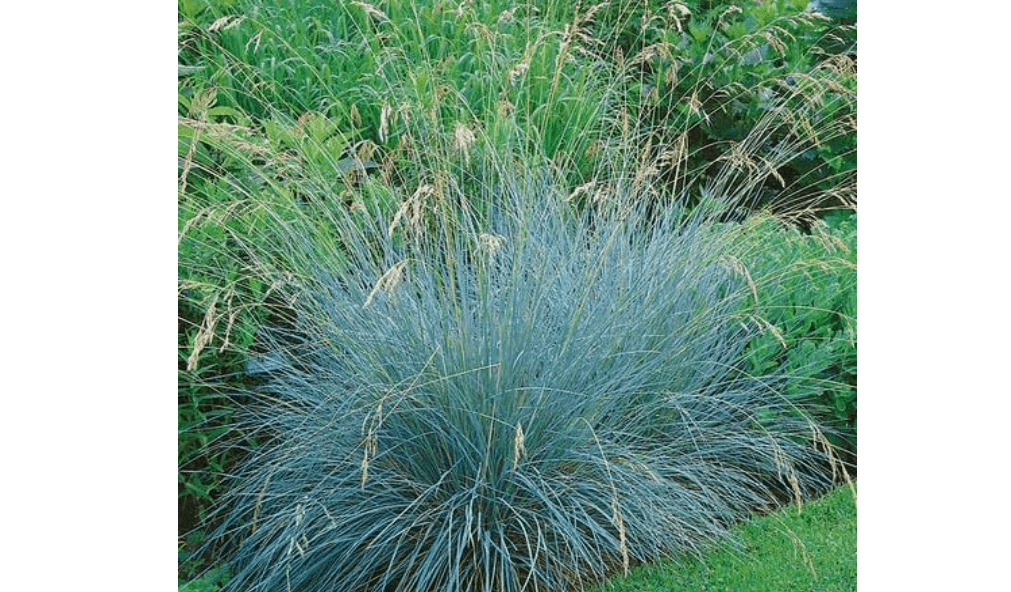 Blue Oat Grass (Helictotrichon sempervirens) Perennial, Ornamental Grass, Live Plant, 1 Gallon Growers Pot