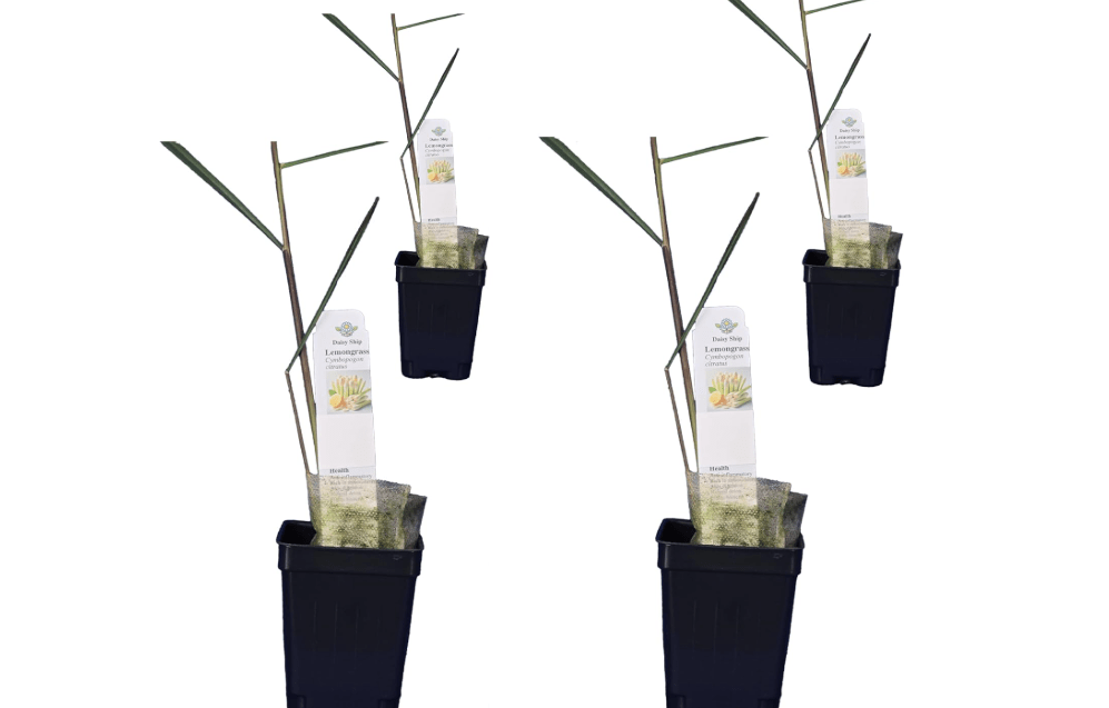 Daisy Ship West Indian Lemongrass - 4 x 2 inch Cups | Cymbopogon citratus, full sun, keep evenly moist, culinary herb, 4 giftable cups, easy care