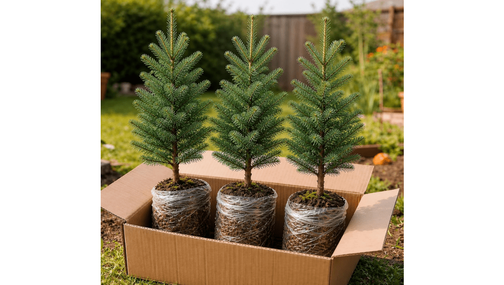 3 Live Douglas Fir Trees – Healthy Evergreen Seedlings, Ready to Plant, Fast-Growing Outdoor Trees for Landscaping & Privacy