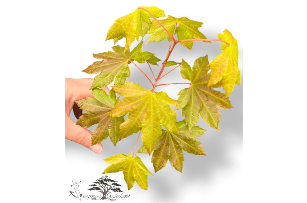 Vine Maple Seedlings Live Plants – Acer circinatum – Approx. 5” Tall – 6” Root Ball – Native Pacific Northwest Maple