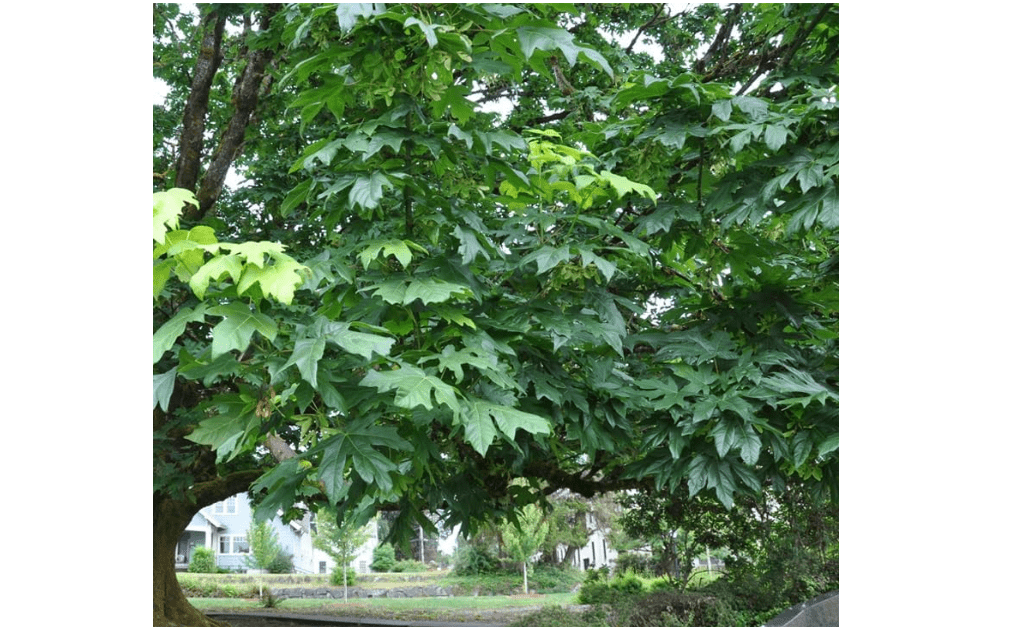 Acer macrophyllum d.w. (Bigleaf Maple) Tree Seeds, Impressive Size, Huge Leaves, Seeds by MySeeds.Co, You Choose The Amount