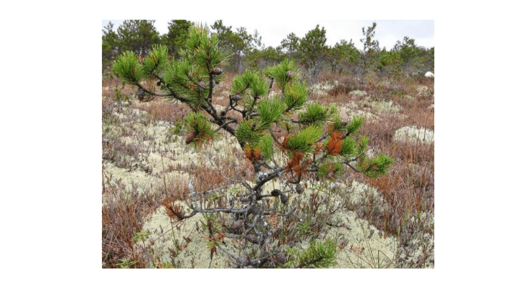 Shore Pine 3 - Year Seedling