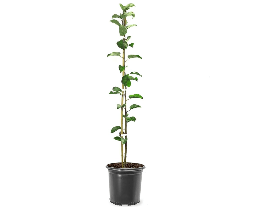 Tropic Sweet Live Apple Tree, Red-Yellow Color, Sweet Tart Flavor, 1 gal Nursery Pot 2-3 ft. Tree Height (Due to Agricultural Laws, we Cannot Ship
