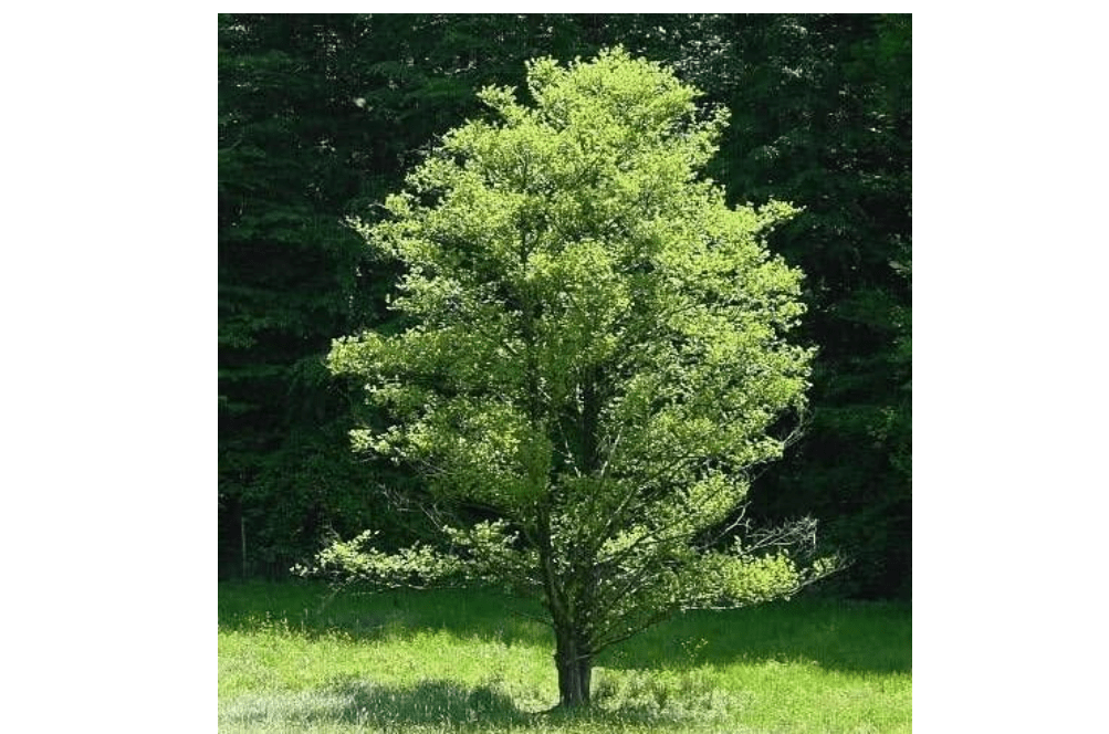 50 Black Alder Tree Seeds, Alnus Glutinosa