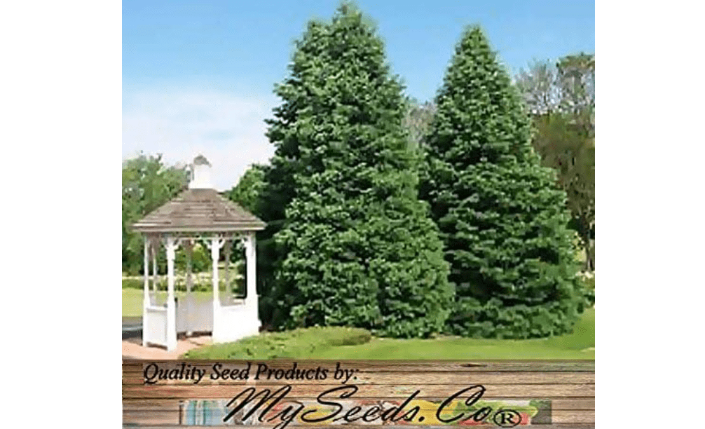 Abies concolor: White Fir Seeds