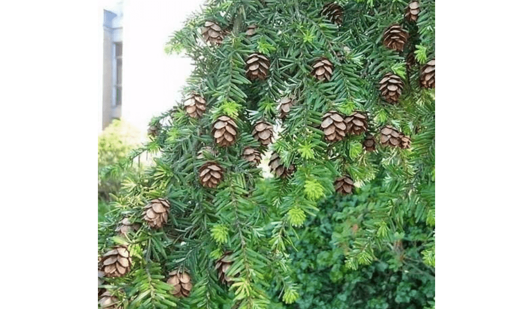 Western Hemlock Tree Seeds (Tsuga heterophylla) 100+Seeds