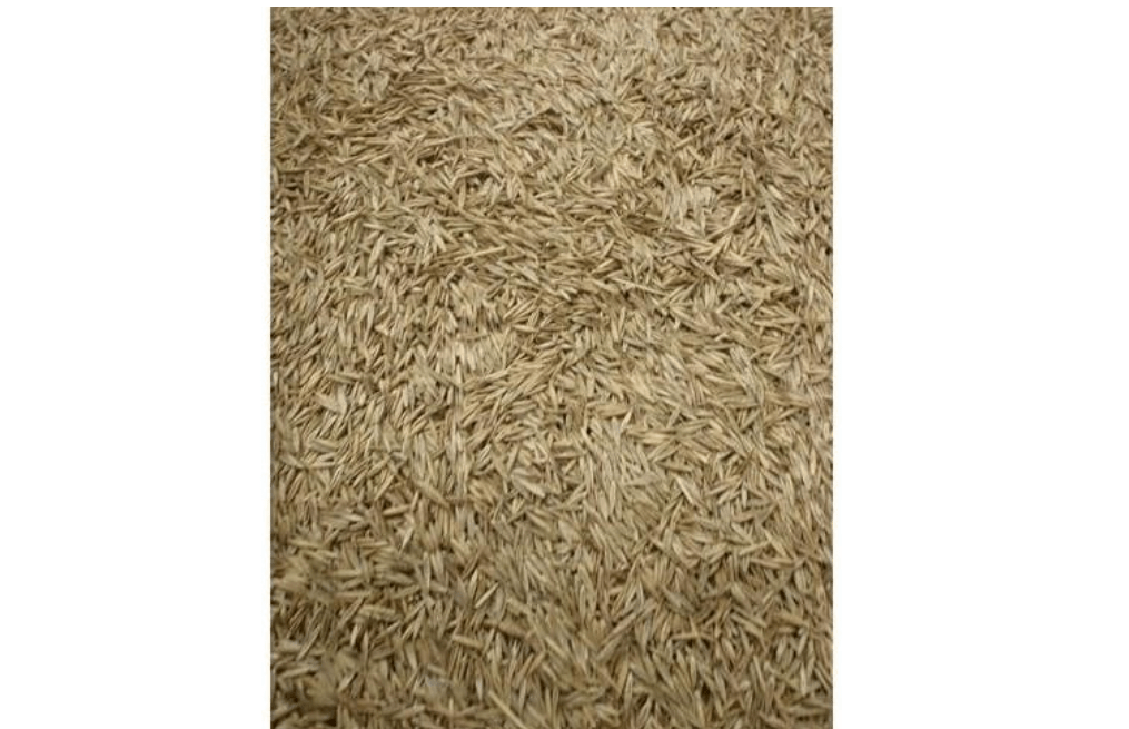 5LBS Creeping Red Fescue(Festuca Rubra) Fully Tested, Fast Germination