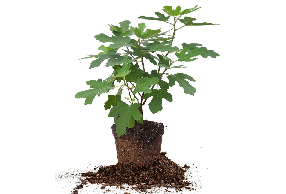 Perfect Plants Chicago Hardy Fig Tree, 1 Gallon, Live Plant | Survives below-freezing winters, self-pollinating with sweet purple fruit yearly, zones