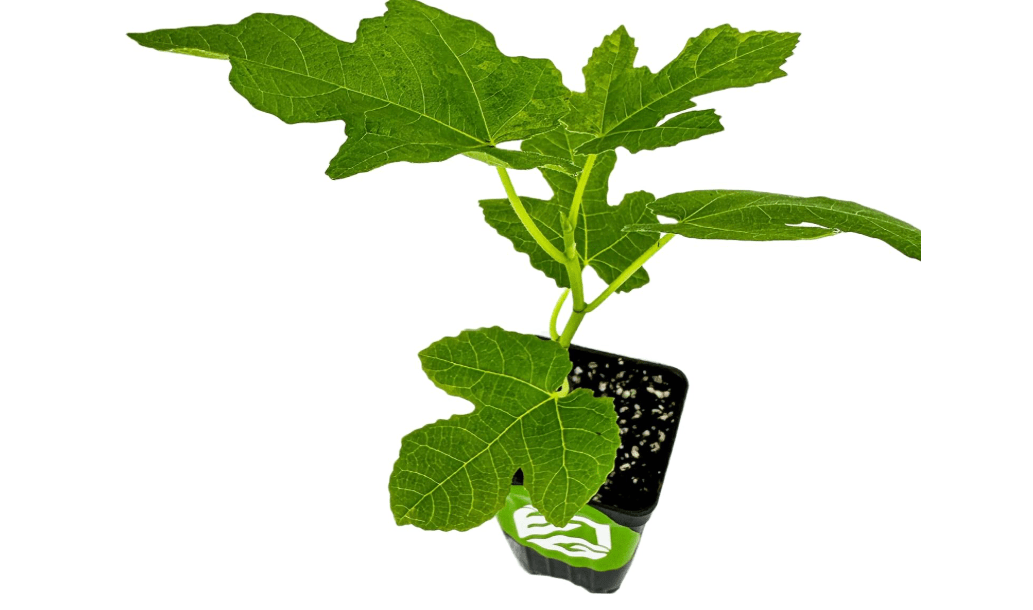Celeste Fig Tree (1-Pack) Live Starter Plant by Wellspring Gardens | Ficus carica | Honey/Sugar Fig | Ideal for Gardens, Containers, & Patios | Edible