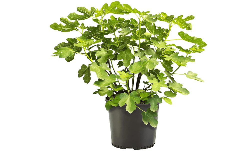 Fig 2.25 Gal. Brown Turkey Fig Plant