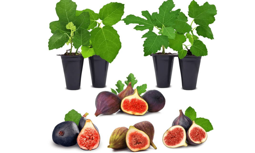 Fig Tree Collection (4 Pack) Edible Fruit Plant from Our Optimal Picks | Easy to Grow Plants for Sustainable Living | Grow Your own Food on Your Edible