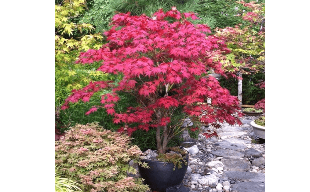 
Brighter Blooms - Bloodgood Japanese Maple Tree, 4-5 ft. - No Shipping