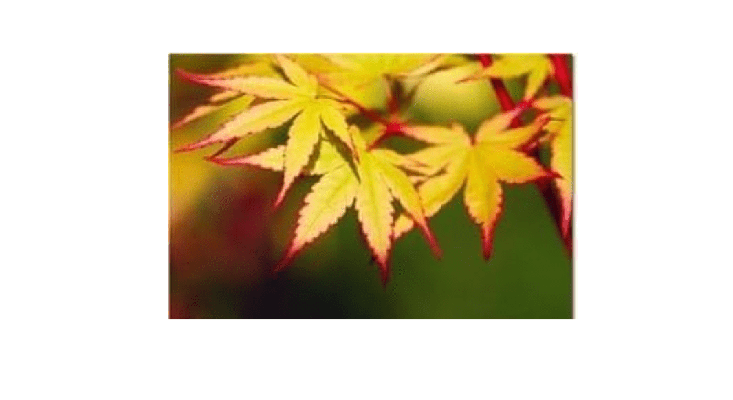 
Coral Bark Japanese Maple Sango Kaku 5 - Year Live Plant Coral Red Bark