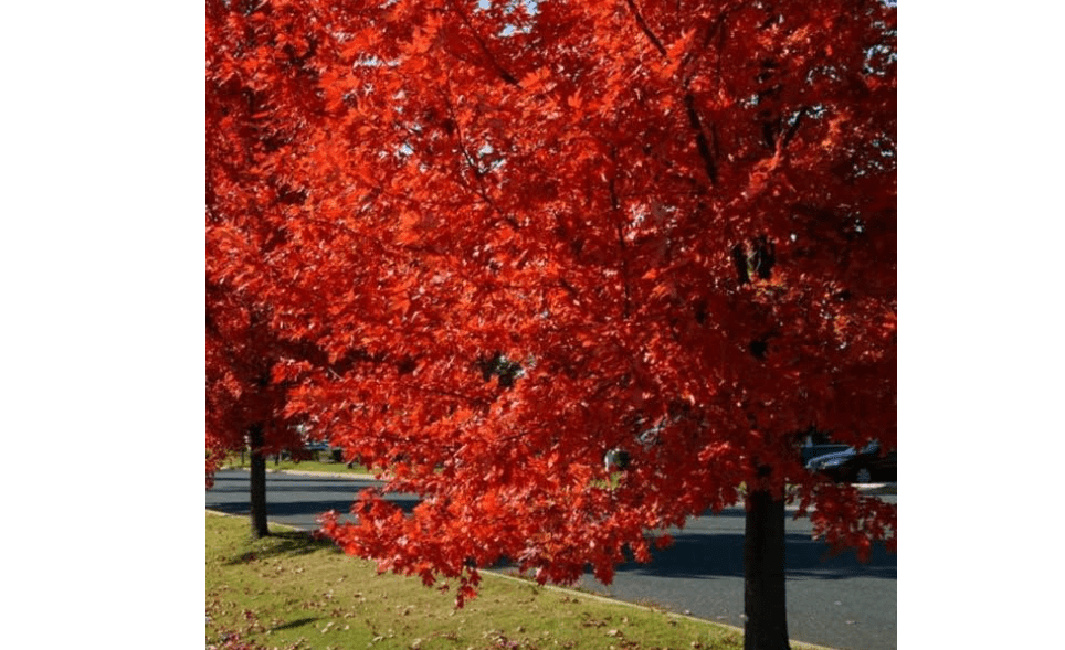 
Autumn Blaze Maple Tree - 1 Gallon, Established Roots Potted - Acer x Freemanii, Fast Growing Tree, Fall Colors