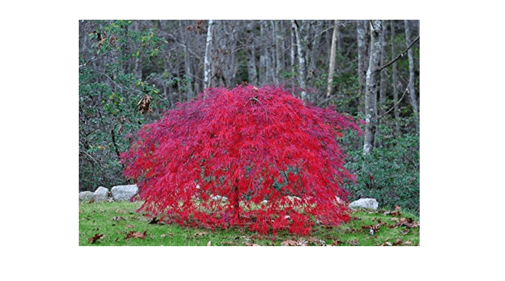 
Red Laceleaf Weeping Japanese Maple Tamukeyama Tolerates Sun