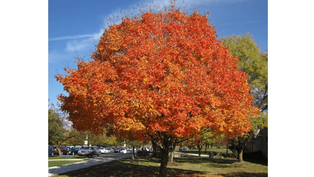 
American Sugar Maple - Native Tree Makes Maple Syrup - Live Plant Shipped 2 to 3 Feet Tall