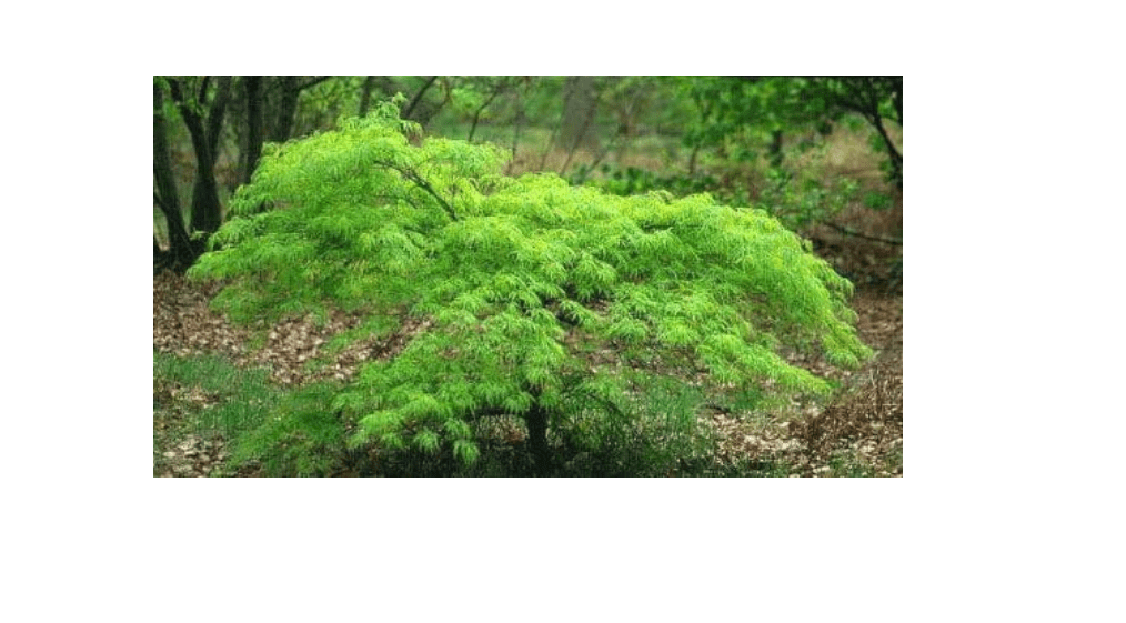 
Waterfall Japanese Maple 2 - Year Graft
