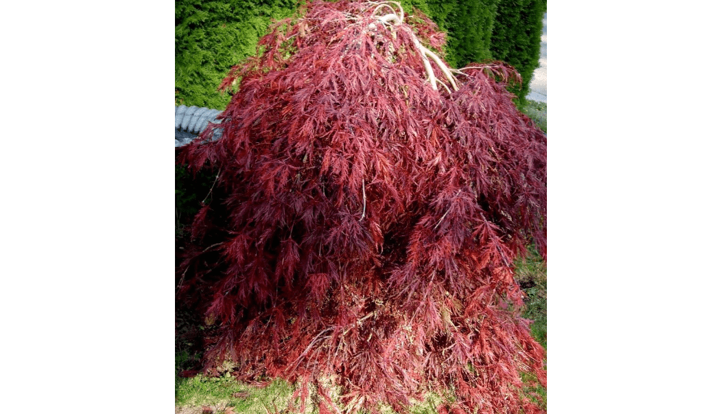 
Red Dragon Weeping Japanese Maple - 3 Year Live Plant
