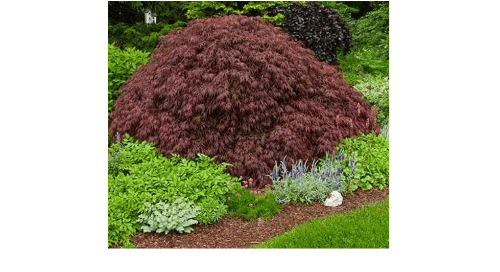 
Crimson Queen Weeping LACE Leaf Japanese Maple - Acer palmatum dissectum 'Crimson Queen'