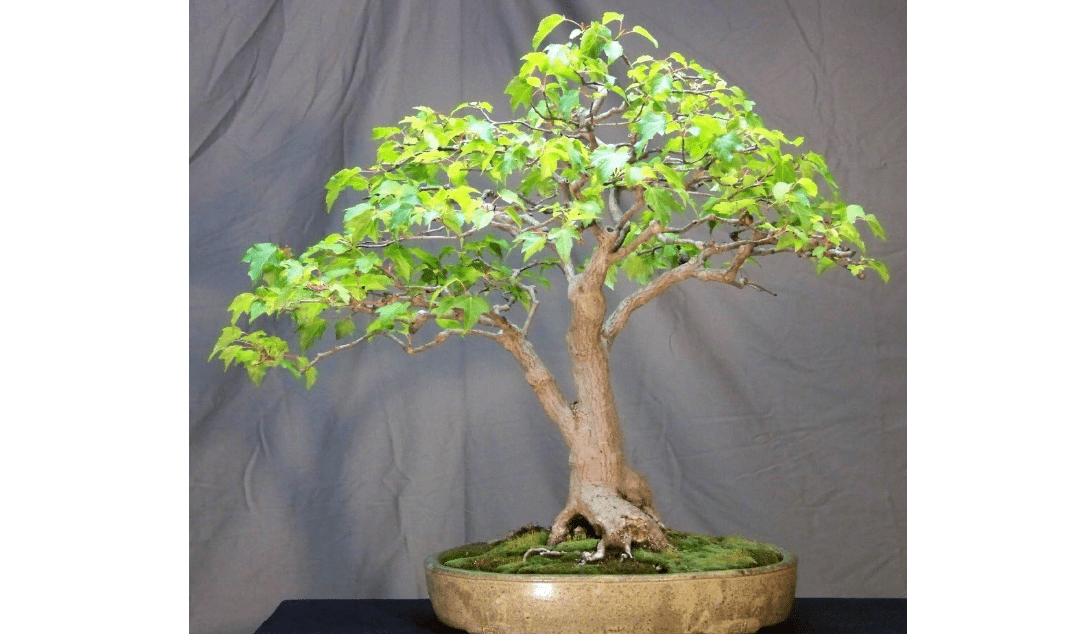 
Amur Maple 10 Seeds - Acer ginnala - Bonsai/Outdoors