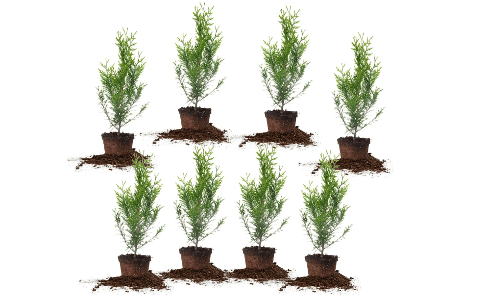 Perfect Plants Thuja Green Giant Arborvitae, 2 ft (8-Pack), Privacy Trees | Grows 3-5 feet per year, fast growing evergreen screen for hedges and natural