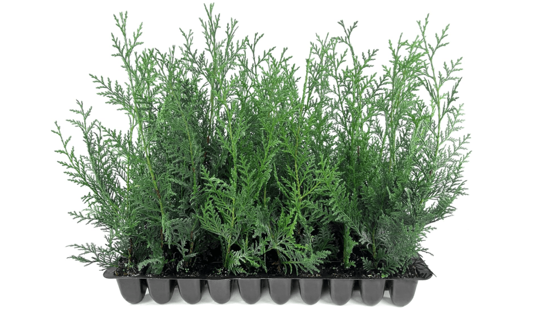 Leyland Cypress | 20 Live Plants | Cupressus × leylandii | Fast Growing Evergreen Trees | Privacy Hedge Plants for Landscaping