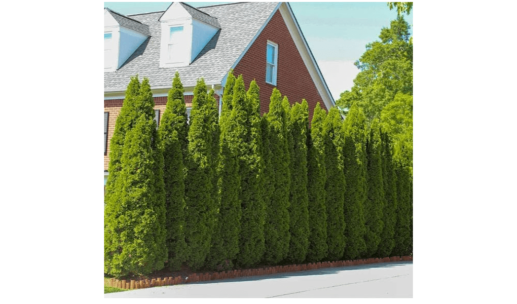 Brighter Blooms - Emerald Green Arborvitae, 3-4 ft. - No Shipping