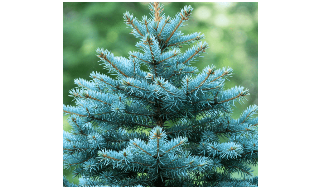 100 Blue Spruce Seeds for Planting | Colorado Blue Spruce, Picea pungens glauca | Attractive Trees fro Privacy or Landscapin