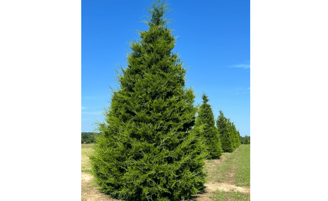 Eastern Red Cedar Tree - 10-16" Tall Live Plant - Quart Pot | Redcedar Juniper Evergreen Seedling