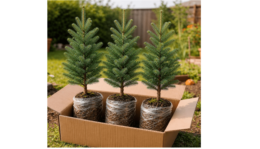 3 Live Douglas Fir Trees – Healthy Evergreen Seedlings, Ready to Plant, Fast-Growing Outdoor Trees for Landscaping & Privacy