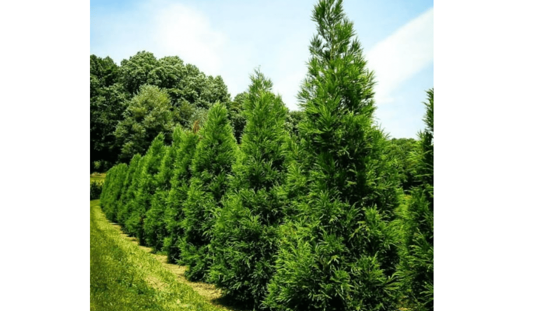Yoshino Japanese Cedar Tree - 6-12" Tall Live Plant - Quart Pot | Evergreen Cryptomeria Seedling - Cryptomeria Japonica 'Yoshino
