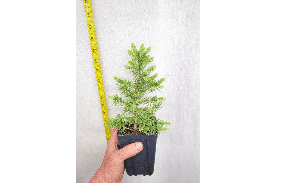 Black Hills Spruce Four Year Old Tree. Picea glanca VAR densata. Mariana. Landscape or Bonsai