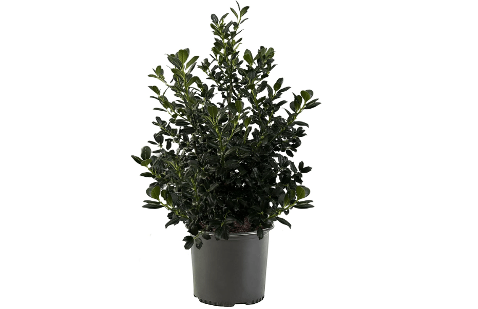 Holly 7 Gal. Nellie R. Stevens Holly (Ilex) Shrub