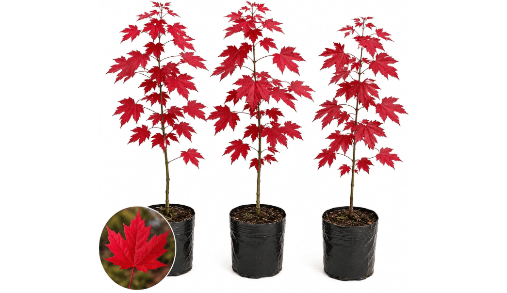 
3 Red Maple Trees (Acer rubrum) – Live Hardy Shade Trees, Vibrant Red Foliage, Fast Growing Landscape Trees for Yard & Garden - Ships Dormant