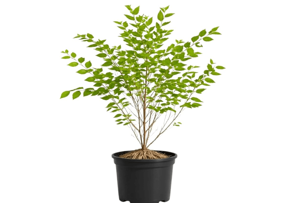 
River Birch Tree Live Plant, Multi Stem Clump Tree in Quart Pot, Low Maintenance, Fast Growing Betula Nigra, Hardy Landscape Trees for Yard and Garden