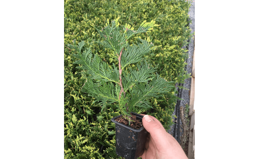 
10 Thuja Green Giant Arborvitae 7-10 inches Tall Trees