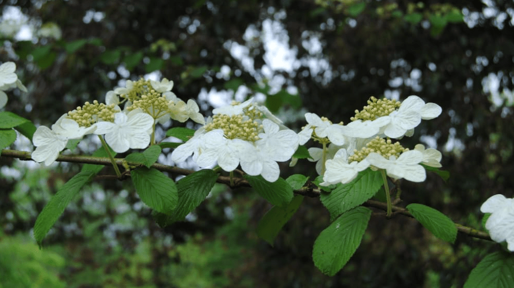 
Downy Serviceberry Seedlings for Planting - (Amelanchier arborea) Juneberry Bushes (1 Seedling)