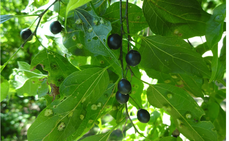 
12-16" Tall Common Hackberry (Celtis Occidentalis), 1-2 Year Old Plant