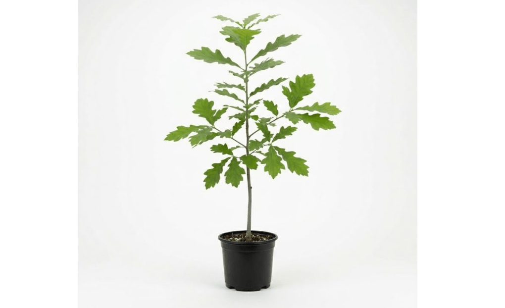 White Oak Tree Live Plant, Quercus Alba in Quart Pot, 6-12 Inch Tall Seedling, Fast Growing Deciduous Shade Tree