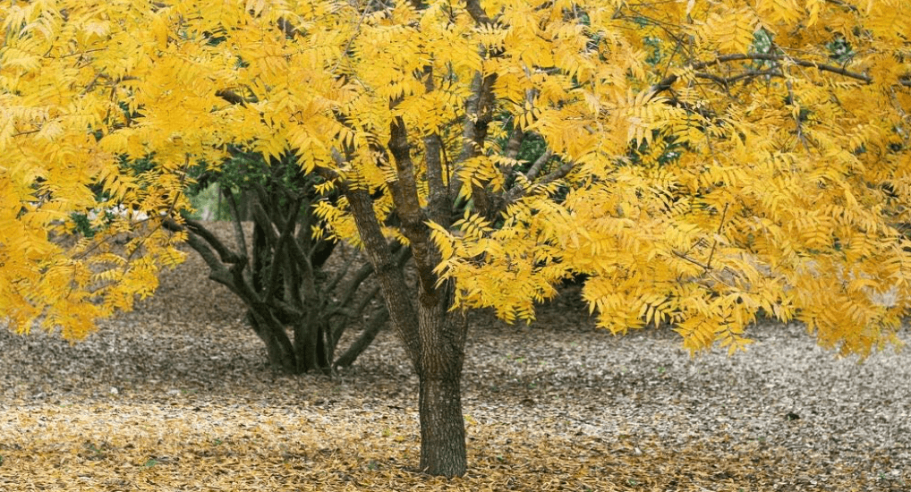10 Thornless HONEYLOCUST Gleditsia Triacanthos Inermis Honey Locust Tree Seeds
