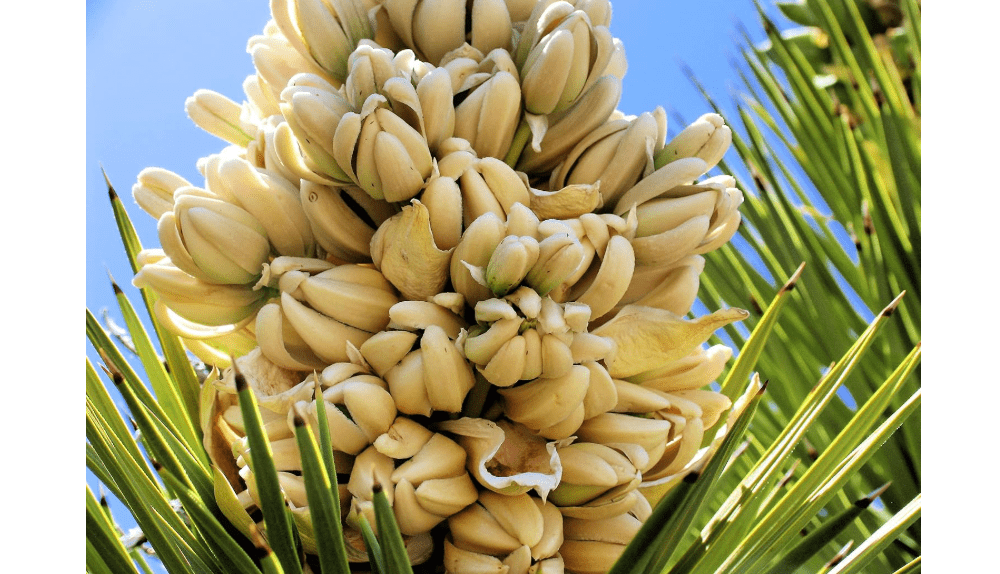 
Yucca Palm Tree Seeds for Planting (10 Seeds) - Highly Prized Joshua Tree - Yucca brevifolia - Made in USA, Ships from Iowa