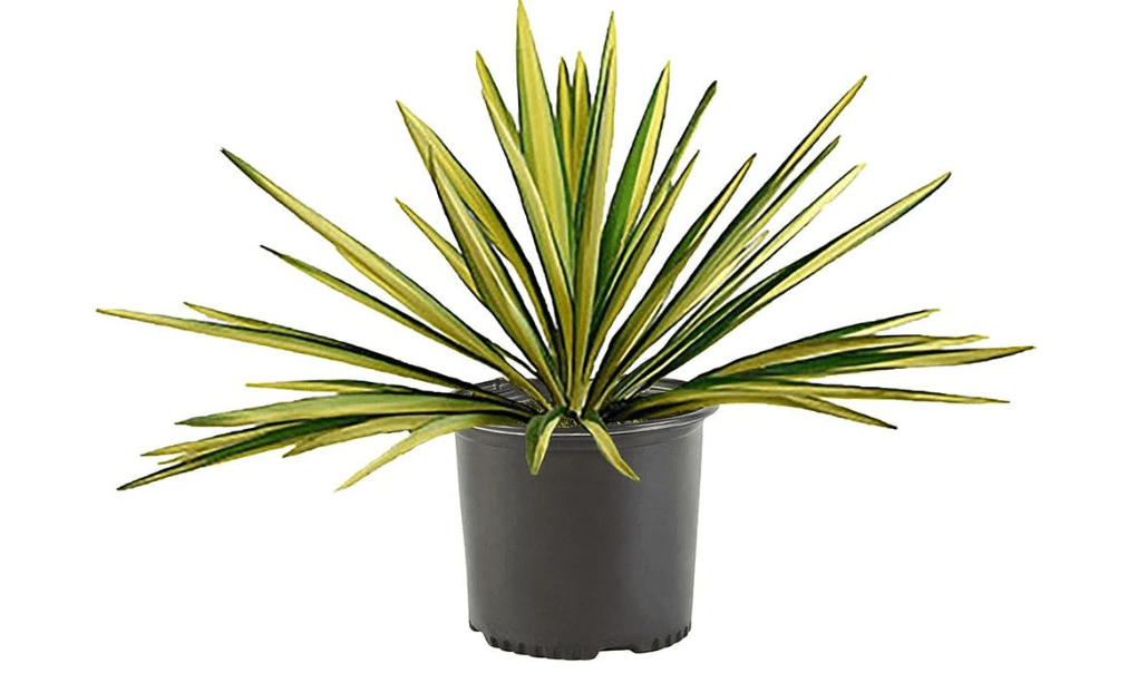 
Yucca 2.25 Gal. Color Guard Yucca Plant