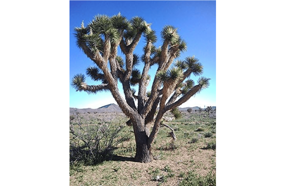 
5 Joshua Tree Palm Tree Yucca Brevifolia White Flowers Cactus Succulent Seeds