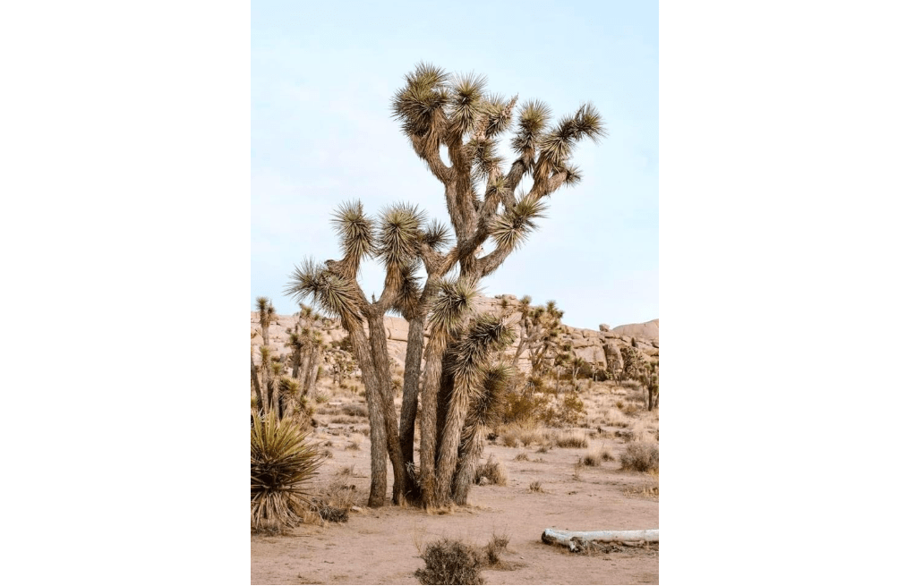 Yucca Brevifolia Joshua Tree Seeds, 10 Seeds Pack by Seeds2Go