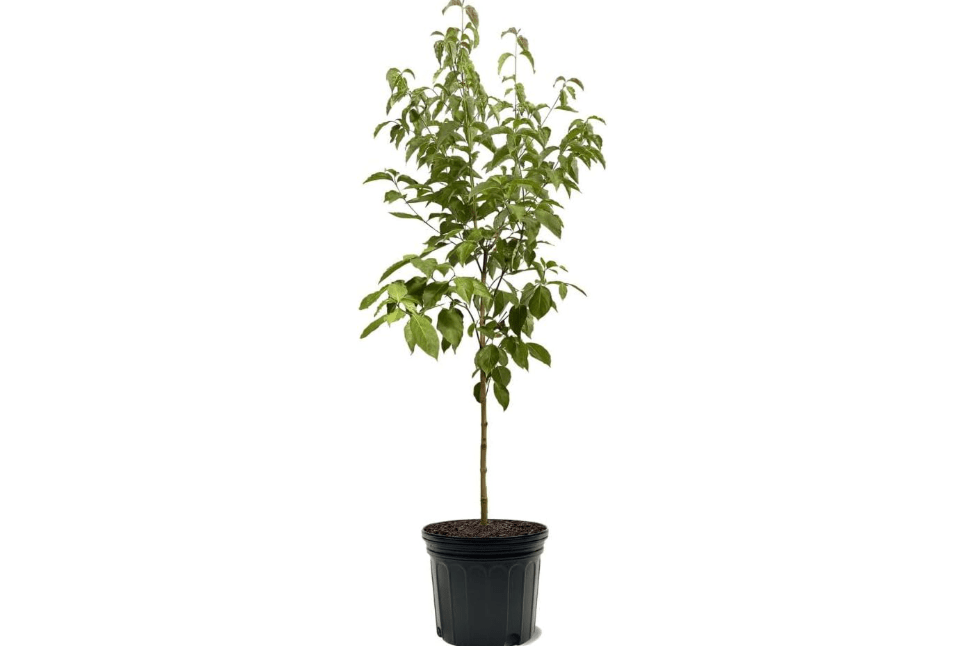 
Cherokee Brave Dogwood Tree, Deciduous, Pink Flowering, Lush Green Foliage, Ornamental Value, 3 gal, Nursery Pot (Due to Agricultural Laws, we Cannot Ship